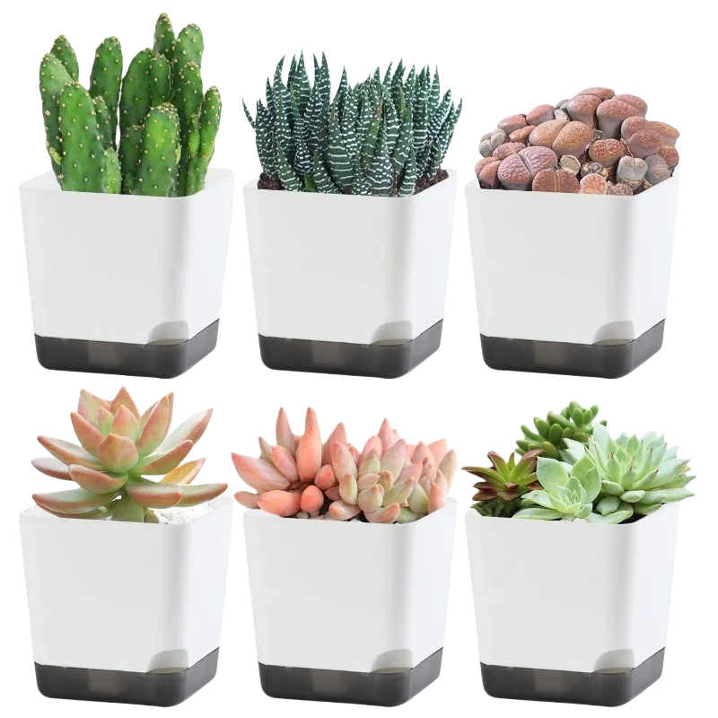 Self-Watering Flower Pots for Indoor and Outdoor Plants