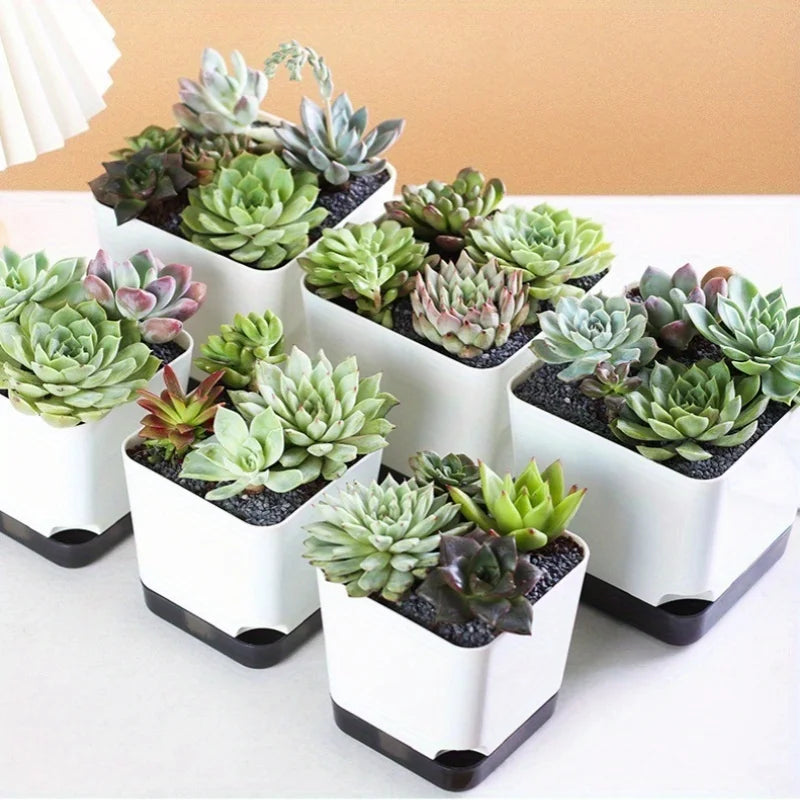 Self-Watering Flower Pots for Indoor and Outdoor Plants - 3